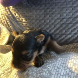 We have a cute little female Yorkie pup born February 24,2019. She wil