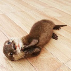 Baby Otters For Sale