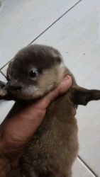 babies otters for sale near me