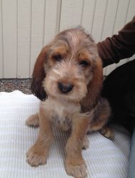 Attracting purebred Otterhound Puppies for new homes