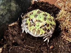 Pac Man Frog Urgent