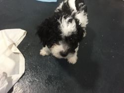 *ready Now* Poochon Only 2 Girls Left Vet Checked