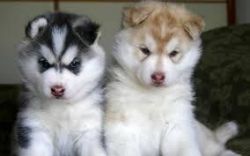 cute huskies available