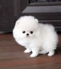 All White Pomeranian Puppy for Sale