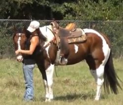 FLASHY RANCH GELDING - SAFE FOR ANYONE