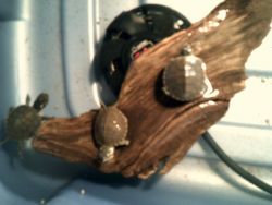 Painted Turtle Hatchlings for Sale