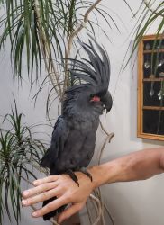 Goliath Palm Cockatoo