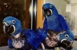 Baby Hyacinth Macaws,black Palm Cockatoo