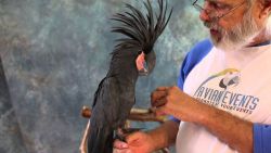 Black Palm cockatoo parrots for Christmas
