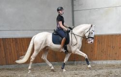 Playday Palomino Stallion ( Jack ) Horse