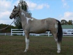 Palomino Horses for sale