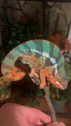 Adult Panther chameleon with tank 4's