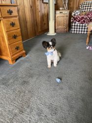 Pure bred papillon 3 years old