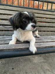 8 month old Papillon Puppy Named Minnie