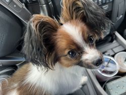 Papillon puppy need’s forever home