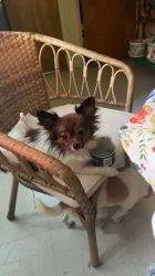 selling a papillon dog