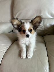 AKC Registered Papillon puppy (Chloe)