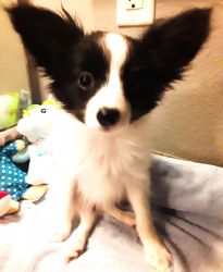 Papillon puppies male and female, asst colors, sizes and ages