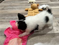 male and Female Papillon puppies for sale