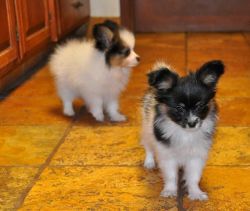 Papillon puppies available for frr