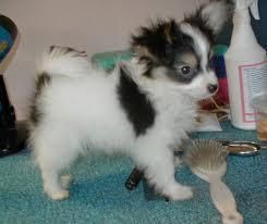 Cute Papillon Puppies For A New Home