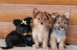 male and female papillon puppies