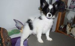 Male and Female Papillon Puppies for Sale
