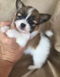 Beautiful Papillon puppies for sale