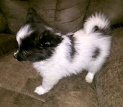 AKC Registered Papillon Puppies for sale