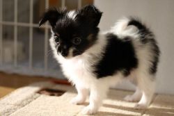 Well Socialized Papillon Puppies For Sale.