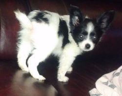 Excellent Papillon Puppies For Loving Homes