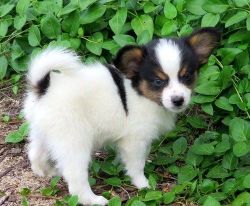 Stunning Litter of Papillon Puppies Available And Ready Now