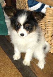 Top Home Trained Papillon Puppies.