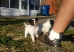 Affectionate Papillon Puppies Available