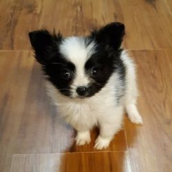 Adorable male and female Papillon Puppies for sale