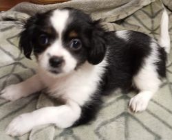 Papillon / shih tzus puppies to re-home