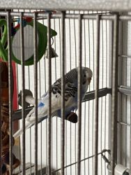 Parakeet to good home free