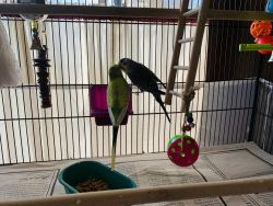 Rehoming two male parakeets
