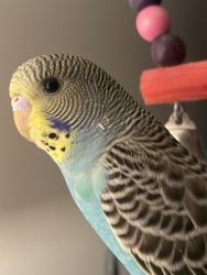 8 juvenile parakeets for sale