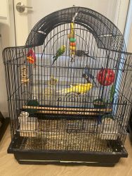 4 parakeets for sale with cage