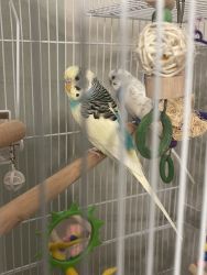 Wonderful parakeets are looking for new home