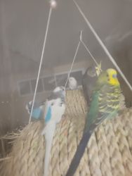 4 love birds with a cage.