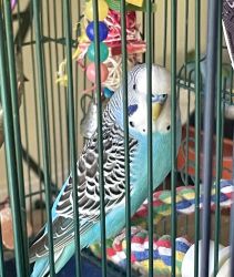10 Month Old Male Parakeet For Sale
