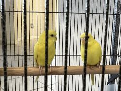 Parakeets pair