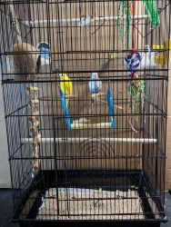 Two Pretty Parakeets with Birdcage and Accessories