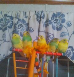 Baby Parakeets for sale