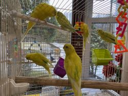 Young Yellow and Green Parakeets, 3&6 months old, $30 (xxx)-xxx-xxxx
