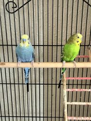 two parakeets Males