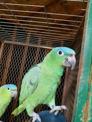 2 parrots blue crowned
