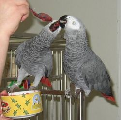 Male And Female African Grey Parrot For Sale
